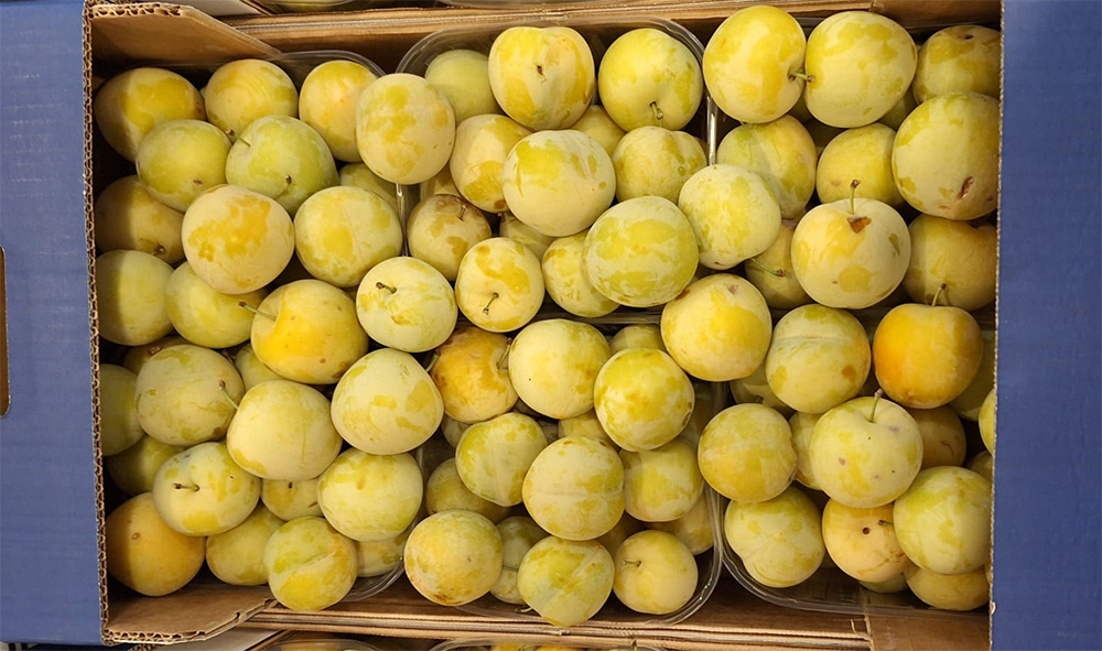 Susine cal. 40+ -Vignola - 1,3071,50 euro al chilogrammo